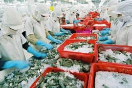 Doanh nghiệp ngành tôm ở Đồng bằng sông Cửu Long: Thiếu hụt lao động và khan hiếm nguồn hàng