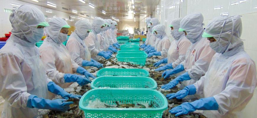 Sao Ta President: Vietnam's shrimp exports in 2025 can reach $5.6 billion, up 9% per year