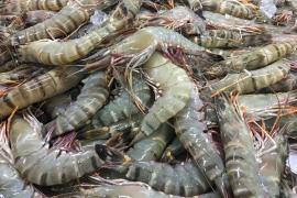 Vietnam’s shrimp exports reached 141 million USD in the first month of 2023