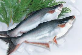 Khó tiêu thụ, giá nhiều loại cá nuôi giảm thấp 