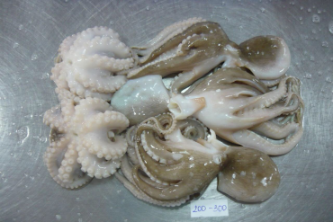 WHOLE CLEANED OCTOPUS